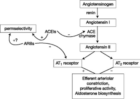 Nkf Kdoqi Guidelines